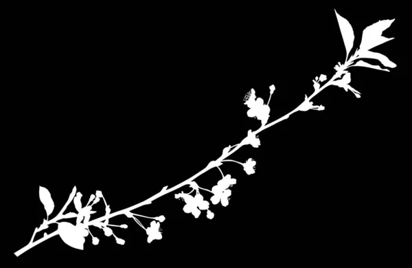 Primavera blanco pequeña rama de flores de cerezo silueta — Vector de stock