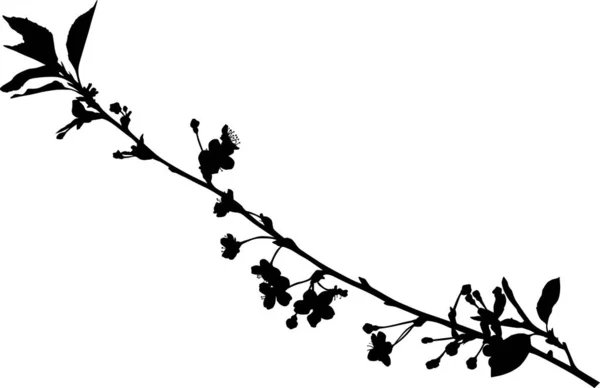 Spring black small branch of cherry flowers silhouette — Stock Vector