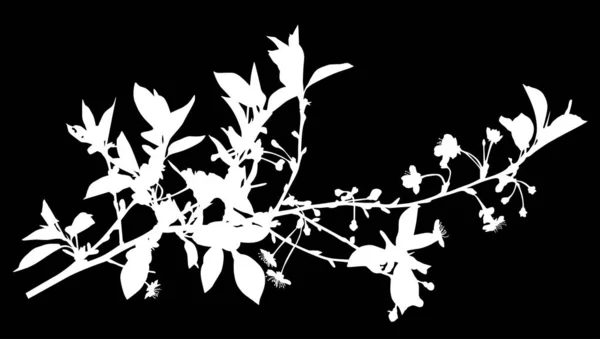 Cerisier arbre isolé printemps branche blanc silhouette — Image vectorielle