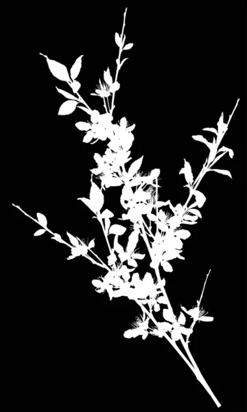 Kersenboom geïsoleerde tak wit silhouet — Stockvector