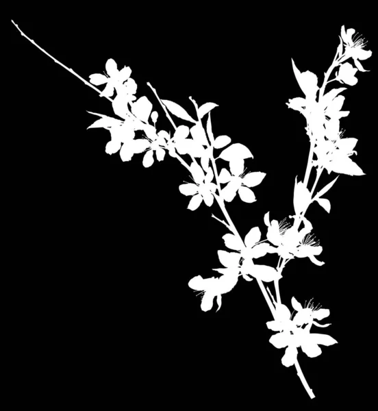 Цветущая вишня изолированные ветви белого силуэта — стоковый вектор