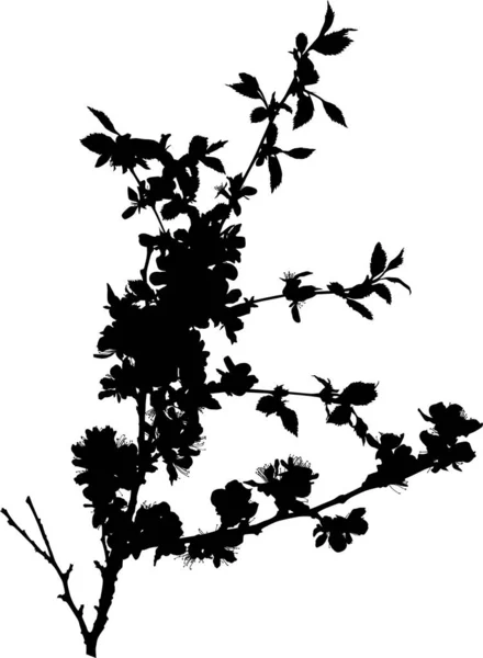 Albero ciliegio isolato ramo fioritura silhouette nera — Vettoriale Stock