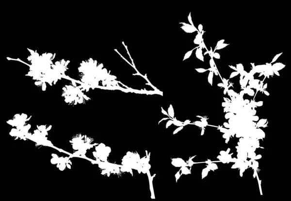 Sakura três silhuetas de ramos brancos — Vetor de Stock
