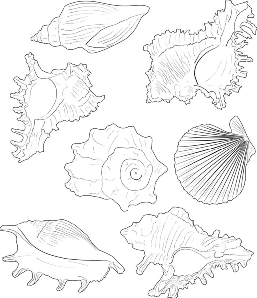 白に描かれた貝のスケッチ7枚 — ストックベクタ