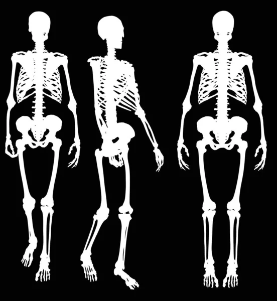 Siyah üzerine izole edilmiş üç insan iskeleti. — Stok Vektör