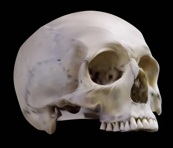 Vecchia parte superiore del cranio umano su illustrazione nera — Vettoriale Stock