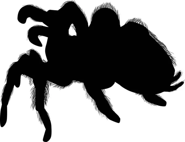 Large hairy spider silhouette on white — Stock Vector
