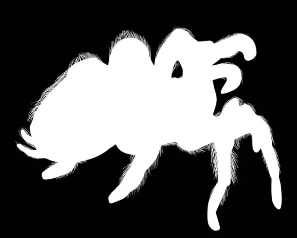 Large hairy spider silhouette on black — Stock Vector