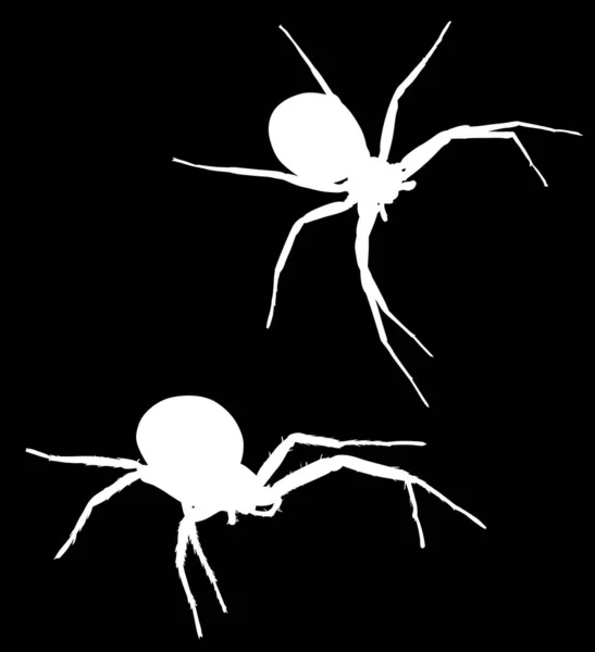 2つの小さな白いクモのシルエットのイラスト — ストックベクタ