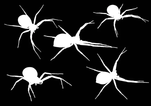 Five small white spiders illustration — Stock Vector