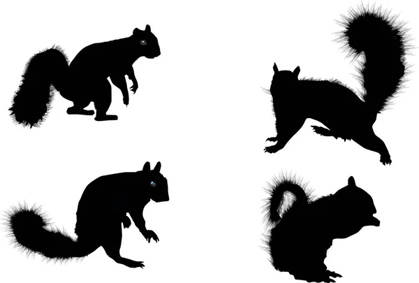 Quattro silhouette scoiattoli isolati su bianco — Vettoriale Stock