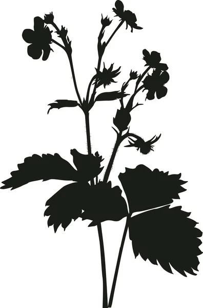 Strawberry Plant Silhouette isolerad på vitt — Stock vektor