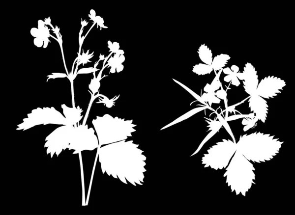 Jordbær plante silhuetter isoleret på sort – Stock-vektor