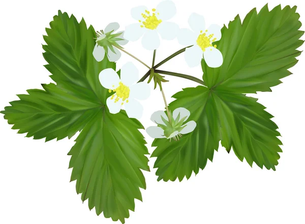 Strawberry blooms and leaves isolated on white — Stock Vector