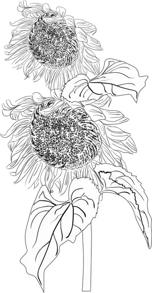 Two sunflower blooms sketch isolated on white — Stock Vector
