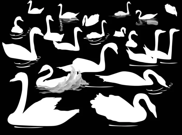 Twenty swans isolated on black — Stock Vector