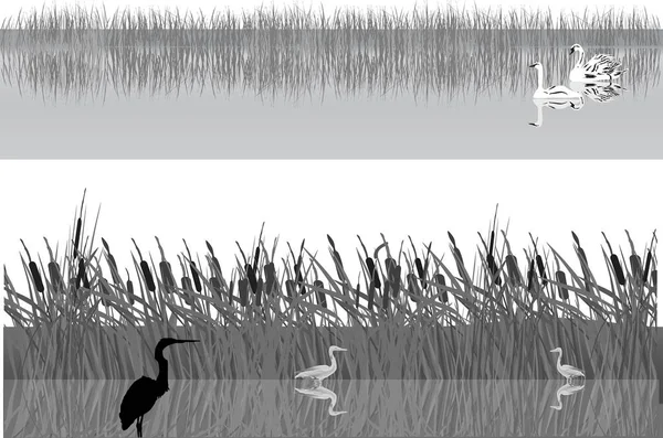 Gråhägrar och svanar i rushy Lake — Stock vektor