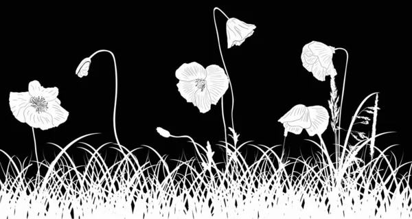 Poppy flowers in white grass on black — Stock Vector