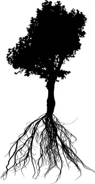 kökü beyaz izole ile siyah yaz ağacı