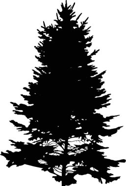 Siyah köknar yüksek ağaç izole edilmiş silüet çizimi