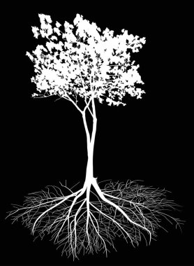 Siyah üzerine kök izole beyaz akçaağaç