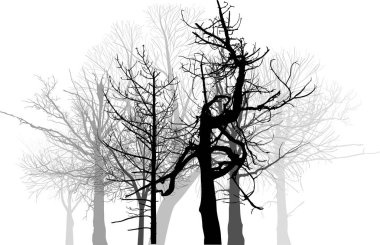 grey bare forest isolated on white clipart