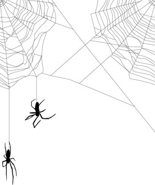 Beyaz siyah Web iki küçük örümcekler