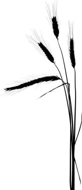 beyaz üzerinde izole dört buğday siluetleri demet