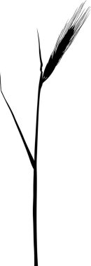 beyaz izole kulak siluet