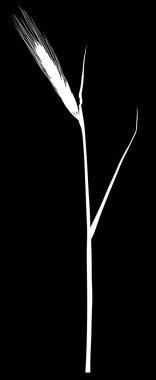 çavdar kulak silueti siyah izole