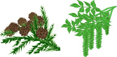 beyaz üzerinde iki bahar ağacı yeşil dalları