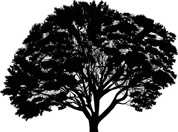 Silueta de gran árbol negro — Archivo Imágenes Vectoriales