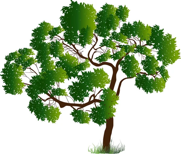 Ciemnozielone odizolowane bujne drzewo ilustracja — Wektor stockowy
