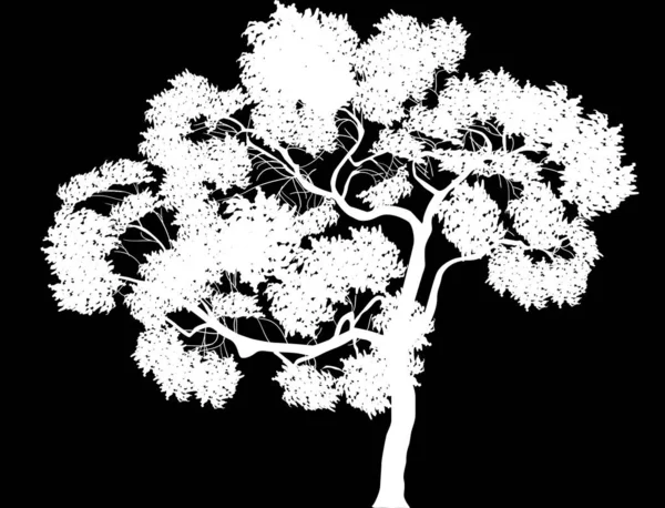 Árvore branca com ramos longos — Vetor de Stock