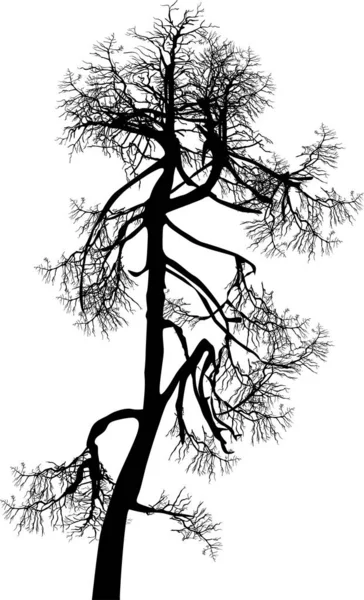 Eski küçük çıplak izole ağaç siyah siluet — Stok Vektör