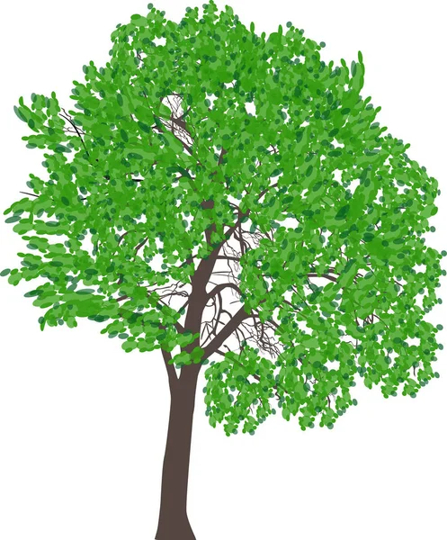 Grün isoliert Sommer Baum Illustration — Stockvektor