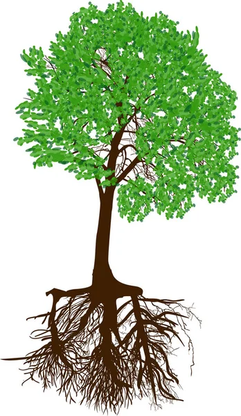 Árbol verde aislado con raíz marrón — Vector de stock