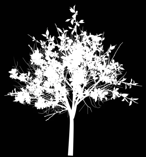 Árvore florescente silhueta branca isolada em preto — Vetor de Stock