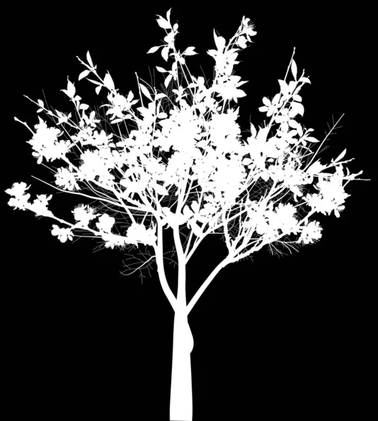 黒に隔離された大きな花を持つ小さな白い花の木 — ストックベクタ