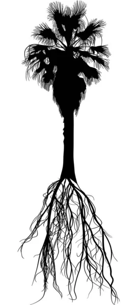Hoge zwarte palmboom met wortel — Stockvector