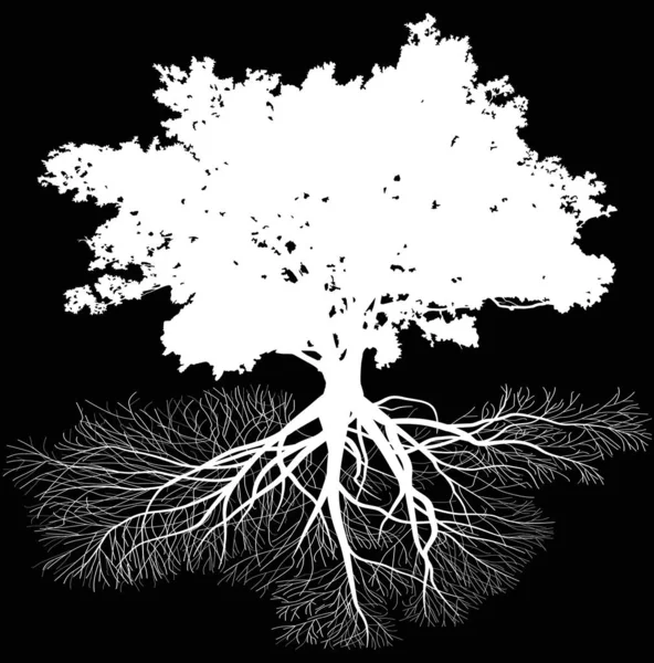 Vieux chêne blanc avec racine isolée sur noir — Image vectorielle