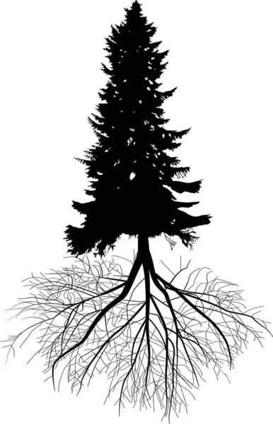 Abeto alto árbol con raíz silueta negra ilustración — Vector de stock