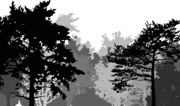白色的大松树林 — 图库矢量图片