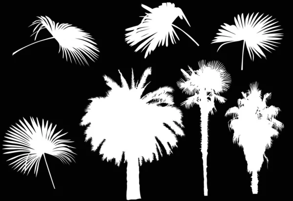 Three white palm trees and leaves isolated on black — Stock Vector