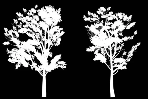 Deux silhouettes blanches d'arbres isolés — Image vectorielle