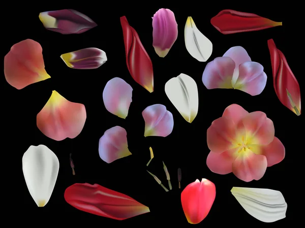 Groupe de pétales de tulipes isolés sur noir — Image vectorielle