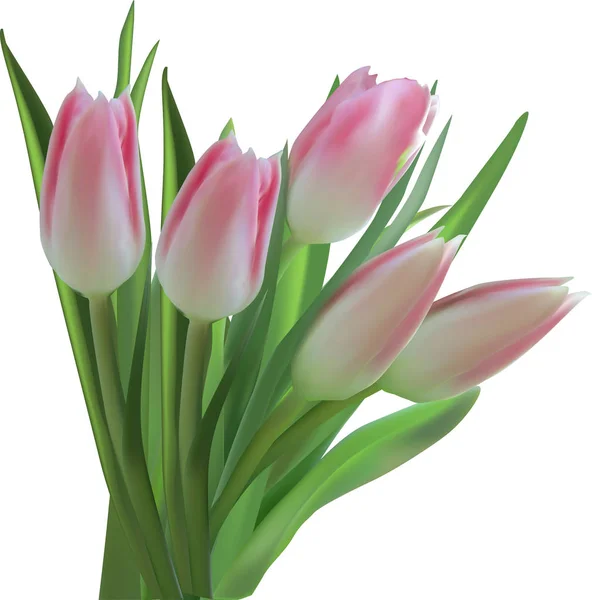 Bos lichtroze tulpen op wit — Stockvector