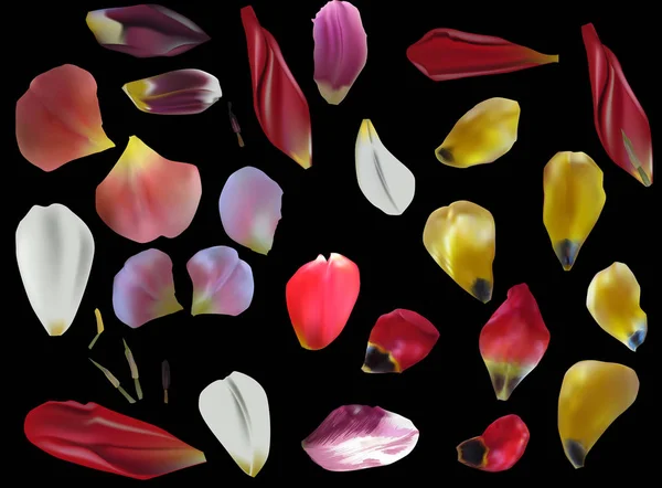 Gruppo di petali di tulipano su sfondo nero — Vettoriale Stock