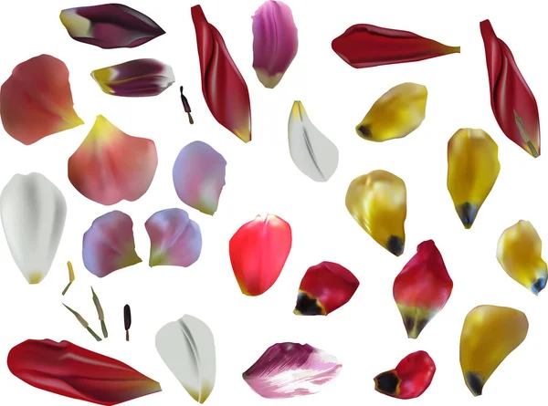 Tulip petals isolated collection — Stock Vector