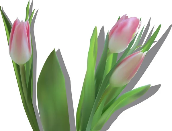Haufen rosa Tulpen mit Schatten — Stockvektor